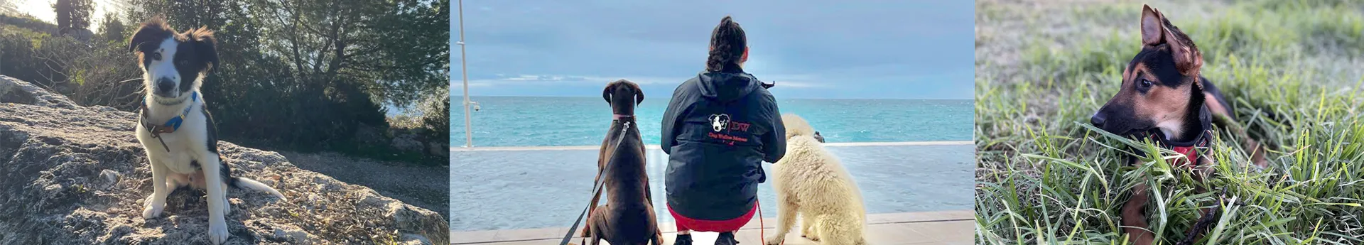 Logo de l'entreprise Dog Walker Monaco L&A